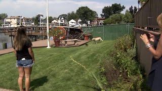 Dog And Duck Develop Unique Friendship