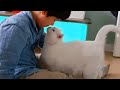 Bori - A Cute CAT Trusts Her Brother More Than Anyone - The Cat Soulmates