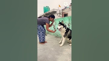 Siberian Husky Training 🔥🐶 #smarty pet #Tranning session #oscarhuskyvlogs || END BLOOPER ||
