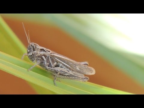 Video: Gräshoppa