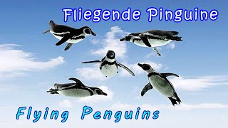Fliegende Pinguine - Flying Penguins