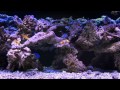 Soothing and Colorful Saltwater Aquarium Fishtank Video