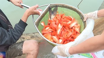 Thị trường cá chép đỏ ảm đạm trước ngày tiễn "Ông Táo về trời"