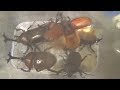 カブトムシはやっぱり夜ですね【カブトムシ・クワガタムシ採集】　Capture the beetle in the mountains of Japan