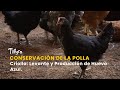 Conservación de la Polla Criolla: Levante y Producción de Huevo Azul - TvAgro por Juan Gonzalo Angel