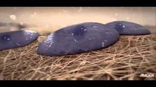 Osteoblasts and Osteoclasts   YouTube2