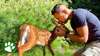 Man raises orphaned baby deer