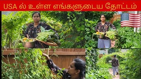🇺🇸 USAல் எங்களுடைய தோட்டத்தில் புடுங்கிய மரக்கறிகளை கொண்டு விருந்து|our Garden|Iynkaranview 🇺🇸