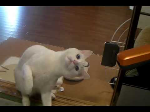 首かしげ&猫パンチ連打