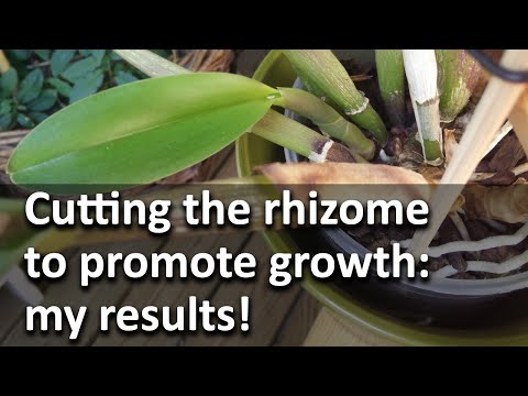 Cutting the rhizome to promote growth: my results