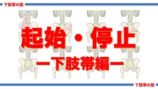 骨格筋の起始・停止・支配神経を聞き流して覚えよう！下肢帯の筋