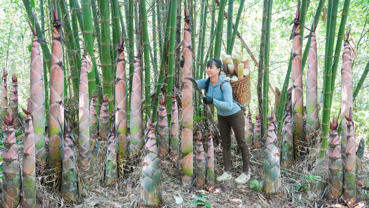 Harvest Lots Of Bamboo Shoots, Use 3-Wheeled Truck Transport Many Bamboo Shoot Go To Market Sell