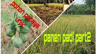 Pohon pepaya pendek berbuah lebat