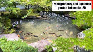 Japanese garden koi pond (Kanyoji, Yamaguchi)