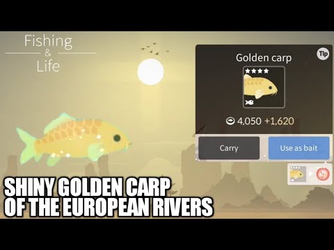 Video: How To Catch Golden Carp