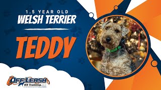 Welsh Terrier , 1.5 Years, Teddy | Best Dog Trainers Woodbridge VA, | Off Leash K9