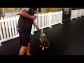 Levi Lasner, Pit Bull obedience, Dog Training Charlotte North Carolina Levi Lasner, Pit Bull obedience, Dog Training Charlotte North Carolina