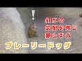 突然静止するプレーリードッグ / 神戸どうぶつ王国 / Black-tajled prairie dog