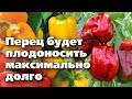 СЛАДКИЙ ПЕРЕЦ В АВГУСТЕ. 4 шага, чтобы продлить плодоношение