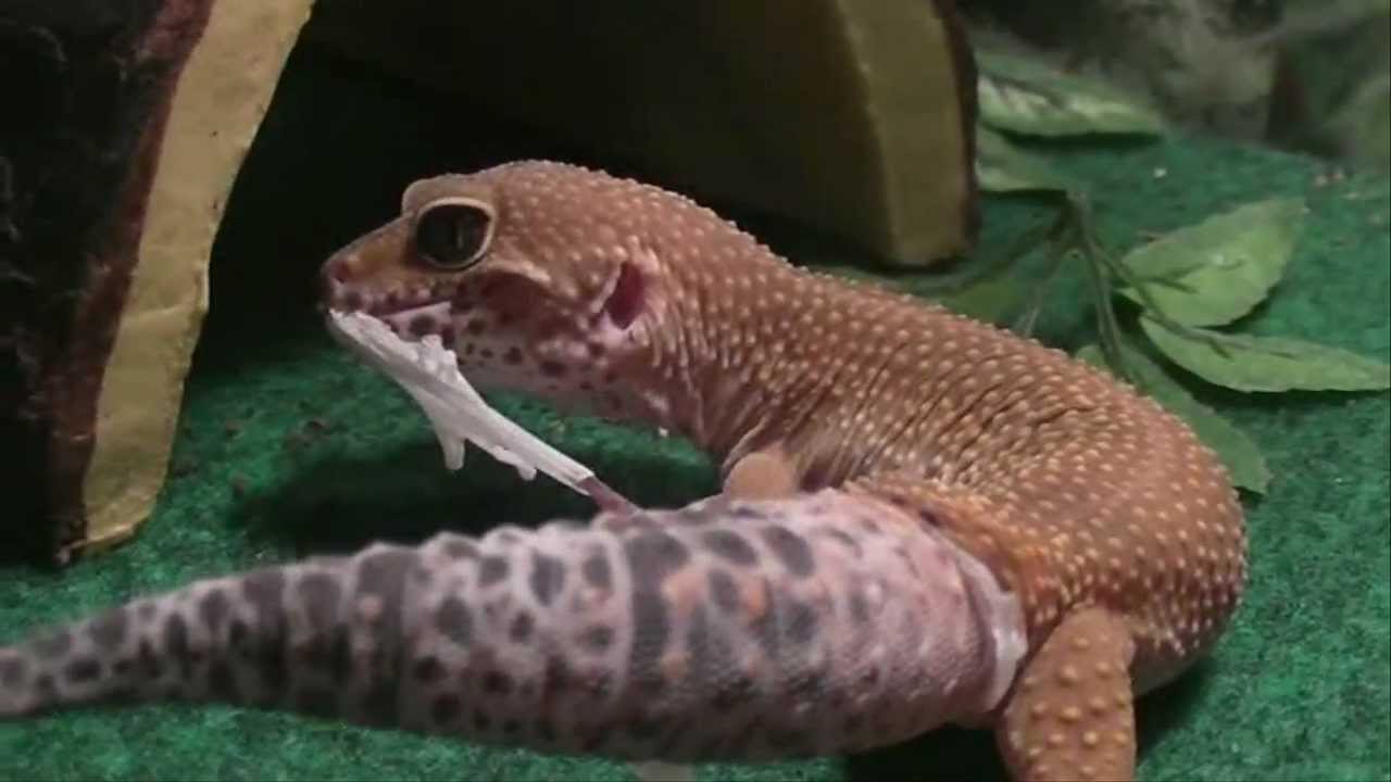 leopard gecko shedding shtct hd - youtube