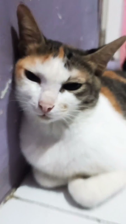 meong disco asik #cat #kucinglucu #short #funnycats
