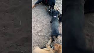 Rottie Black Lab Border Colliestaffordshire Bull Terrier Mix Puppies
