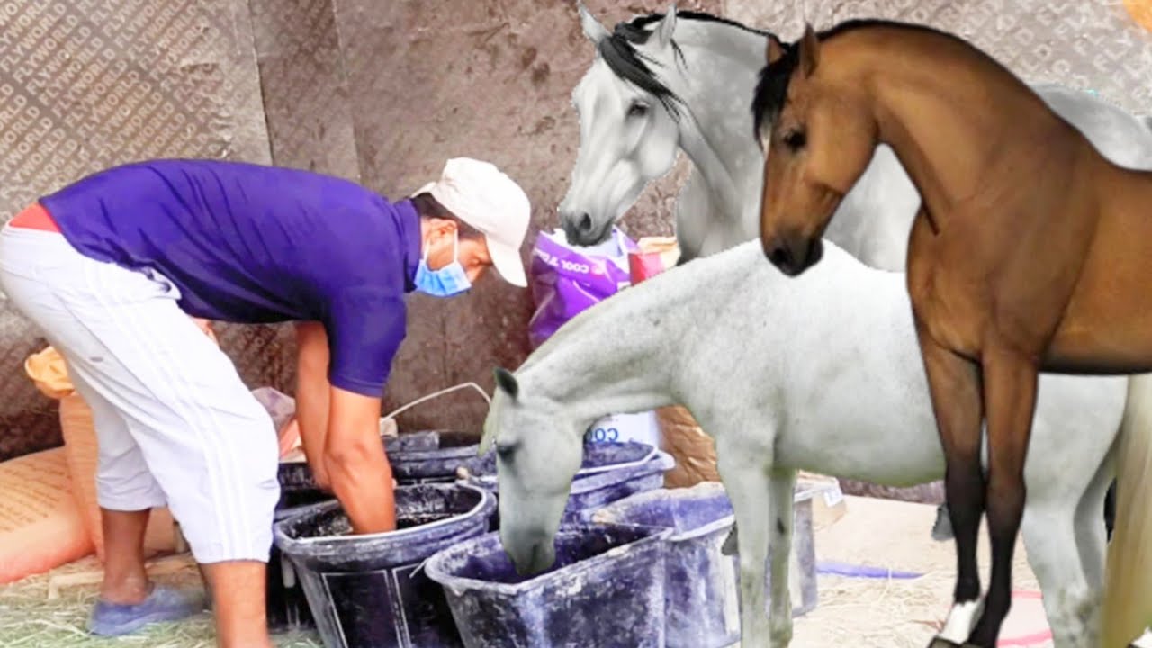 কিভাবে ঘোড়ার কাজ করে ঘোড়া কি কি খাবার খায় Horse My working