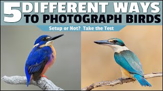 5 Different Techniques to Capture Beautiful Bird Photos - How Many Have You Tried?