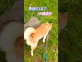 柴犬マルちゃんのヒットパレード🎵🎤 季節の中で/大橋純子 純子さんいいな🐦 #柴犬 #柴犬マルちゃん #Shiba Inu Maru-chan #Junko Ohashi
