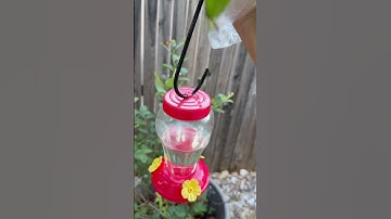 Ants!  Be gone!!!  Caring for Hummingbird Feeders.