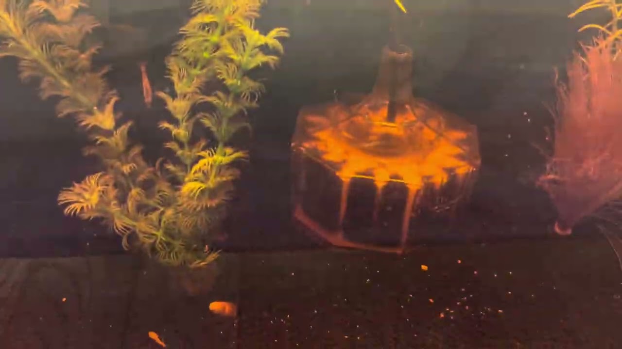 メダカ飼育は強いエアレーションが良いです。