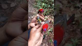 Download Lagu kolibri merah MP3