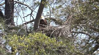 2 week old eaglet
