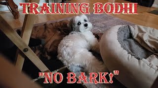 BODHI THE HAVANESE ~ TRAINING BODHI 'NO BARK!'