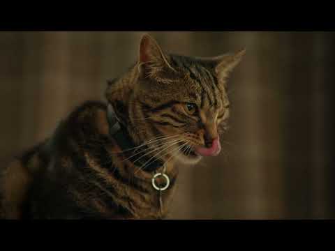 Rover - We Get Your Pet 60s