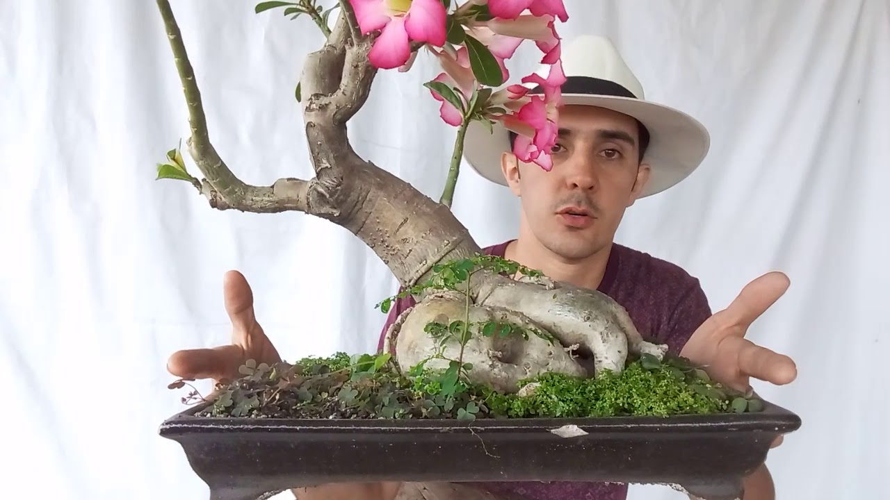 Bonsai flor del desierto o rosa del desierto (adenium) Bonsai desert flower  or desert rose (adenium) - YouTube