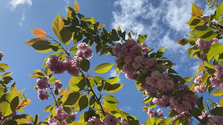 Theresa's Cherry Blossom Festival Ronkonkoma Long ...