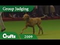 Hungarian Vizsla wins Gundog Group Judging at Crufts 2009 | Crufts Dog Show