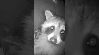 Smooches #raccoon#raccoonkits