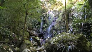 Toolona Creek Track, Oreillys, Lamington National Park, Gold Coast Hinterland, Australia