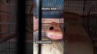 #finch #pair #baby #birds #animals #trending #shorts #explore #trendingshorts #java #reels #short