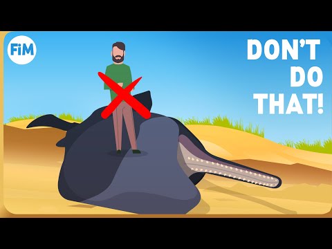 Video: Hvorfor eksploderer hvalskrotter?