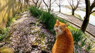 丘の上からよく喋る野良猫に呼び止められたので近づいてナデナデしてきた