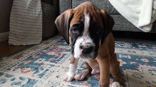 Meet Teddy the Boxer Puppy!!!!!