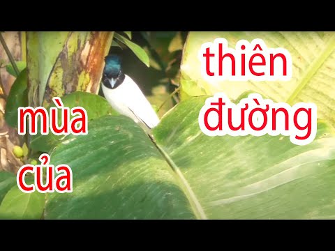 mùa CHIM THIÊN ĐƯỜNG di cư đi đâu cũng gặp VẺ ĐẸP CỦA CHIM THIÊN ĐƯỜNG