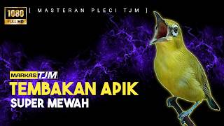   Masteran Pleci Super Mewah Tembakan Apik Dan Unik Terkini