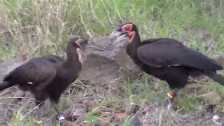Ground hornbills fighting