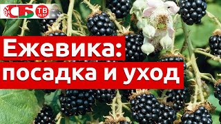 Ежевика: посадка и уход
