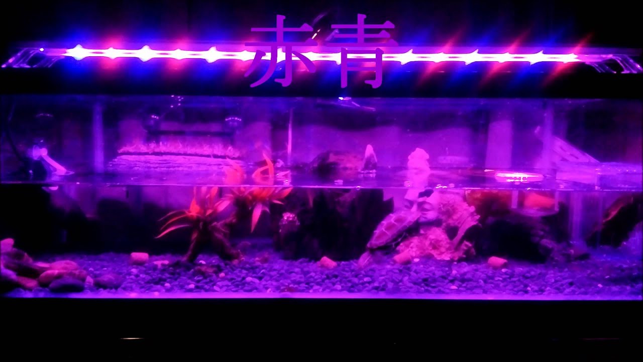 観賞魚用ライト Clear Led Power Iii 900 レビュー Youtube