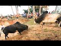 Mulum bhalang sniang u plan iadaw masi today bull fighting today